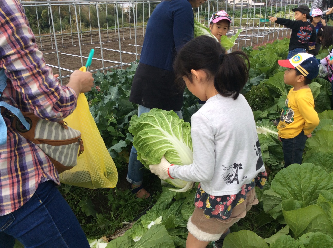 ジャンボピーマン